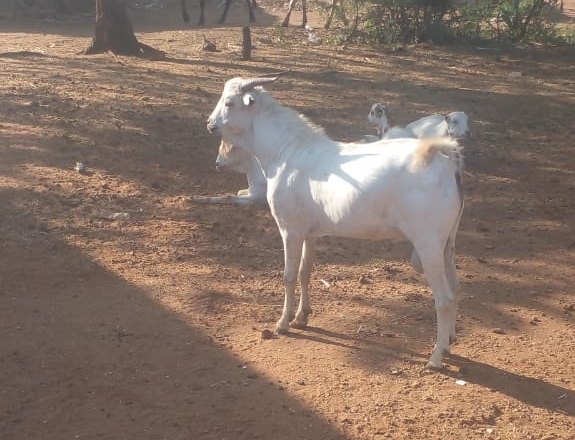 A white goat in a village yard, ready for Qurbani